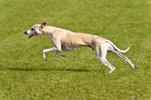 Dog Race