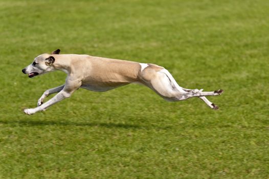 Dog Race