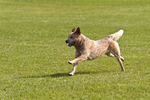 Dog Race