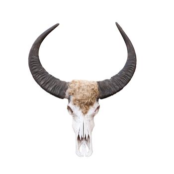 Buffalo skull isolated on white .