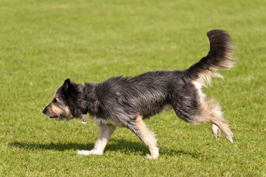Dog Race
