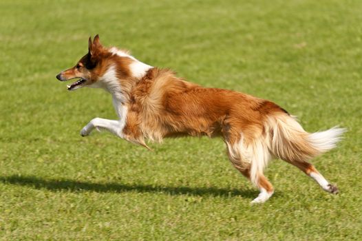 Dog Race