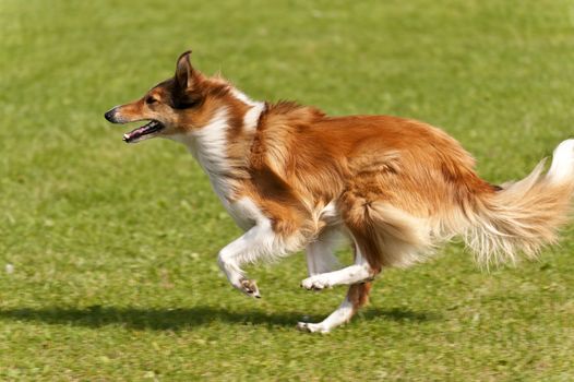 Dog Race