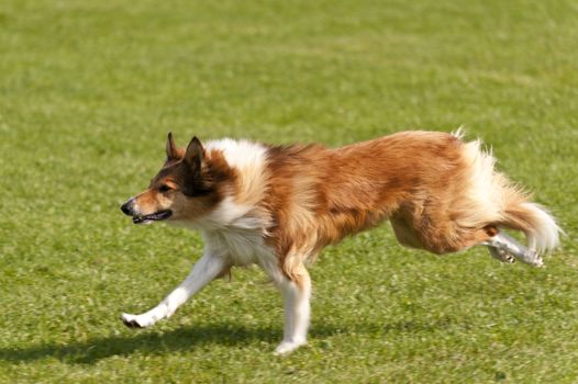 Dog Race
