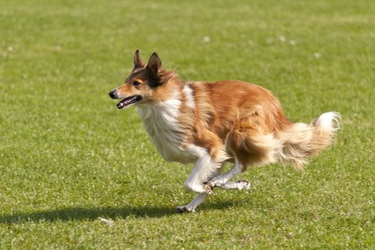 Dog Race