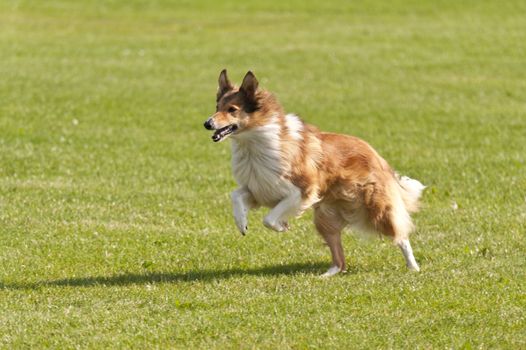 Dog Race