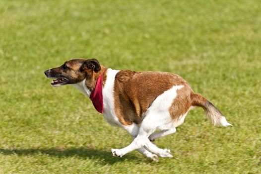 Dog Race