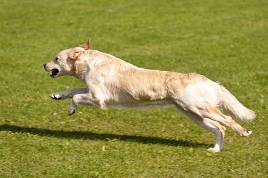 Dog Race