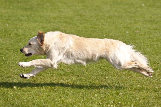 Dog Race