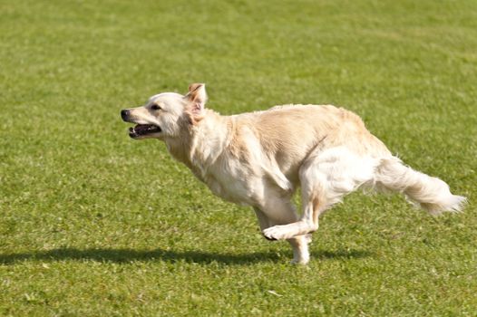 Dog Race