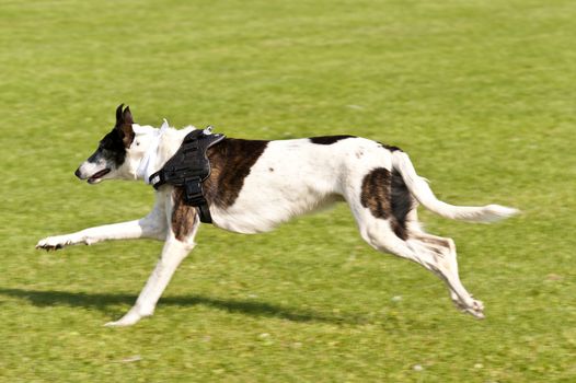 Dog Race