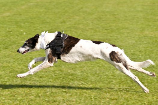 Dog Race