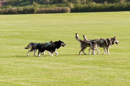 Sledge Dogs