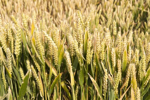Detail of a Cornfield