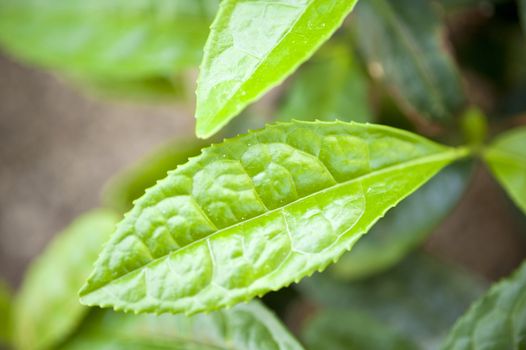Tea Plant Camellia Sinensis