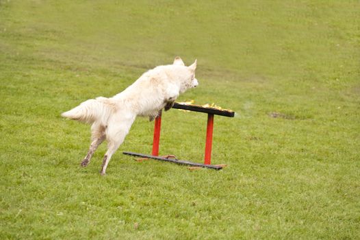 Training of a Rescue Dog Squadron