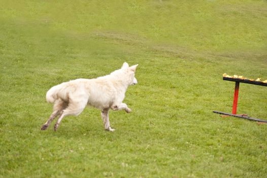 Training of a Rescue Dog Squadron