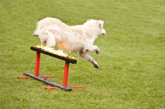 Training of a Rescue Dog Squadron