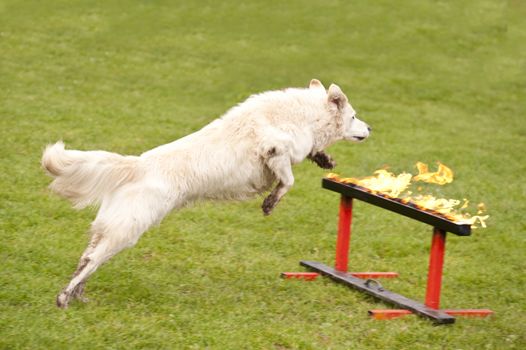 Training of a Rescue Dog Squadron