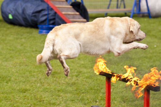 Training of a Rescue Dog Squadron