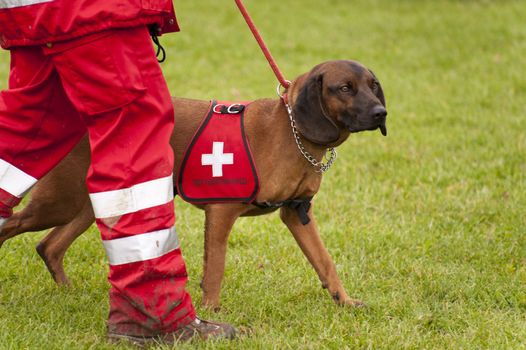 Training of a Rescue Dog Squadron