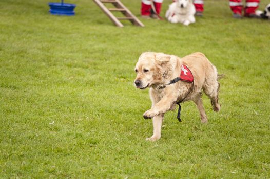Training of a Rescue Dog Squadron