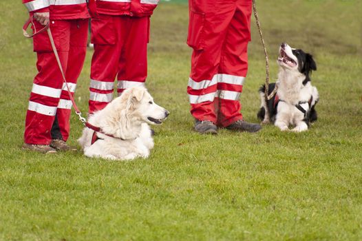 Training of a Rescue Dog Squadron