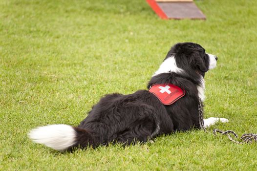 Training of a Rescue Dog Squadron