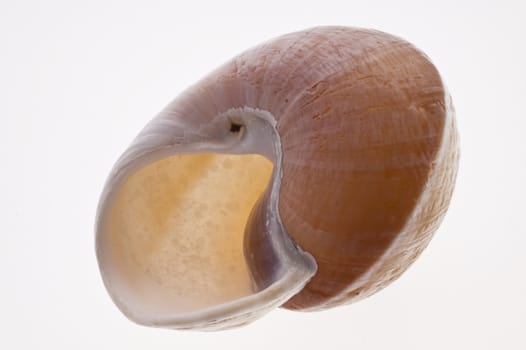 Close up of a Snail Shell