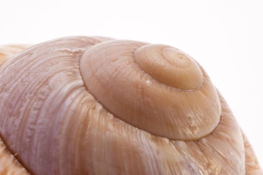 Close up of a Snail Shell