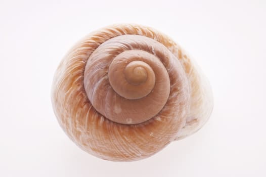 Close up of a Snail Shell