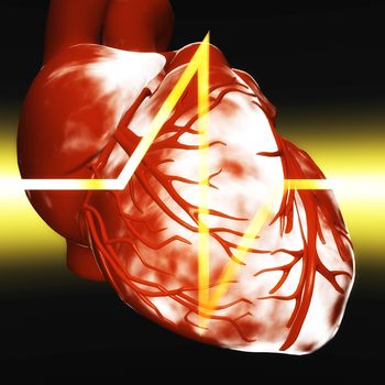 Digital Illustration of a human Heart