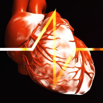 Digital Illustration of a human Heart