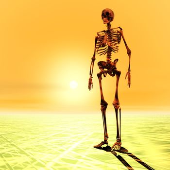 Digital Illustration of a Skeleton