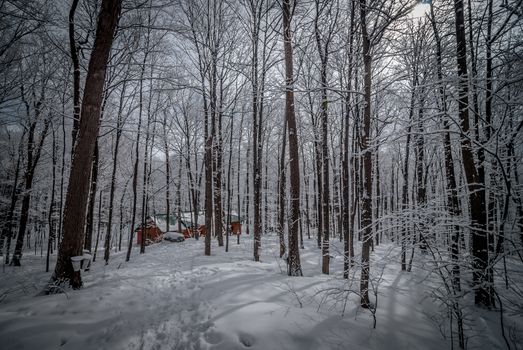 A walk into the maple syrup, sugar shack woods just as the season gets started.
