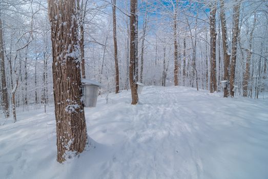 A walk into the maple syrup, sugar shack woods just as the season gets started.