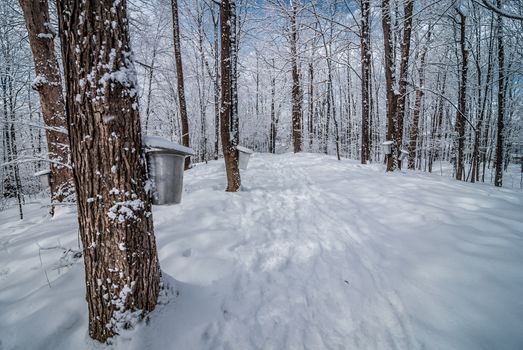 A walk into the maple syrup, sugar shack woods just as the season gets started.