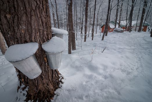 A walk into the maple syrup, sugar shack woods just as the season gets started.