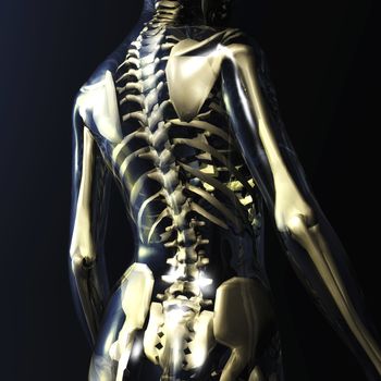 Digital Illustration of a human Skeleton