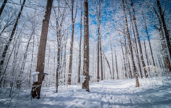 A walk into the maple syrup, sugar shack woods just as the season gets started.