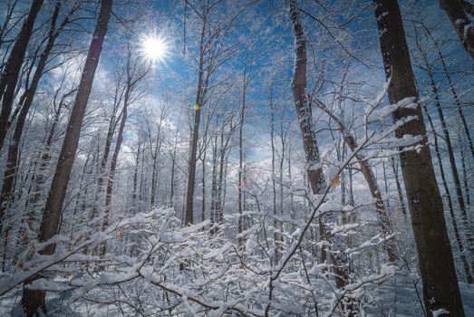 A walk into the maple syrup, sugar shack woods just as the season gets started.