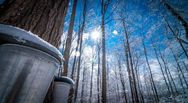 A walk into the maple syrup, sugar shack woods just as the season gets started.