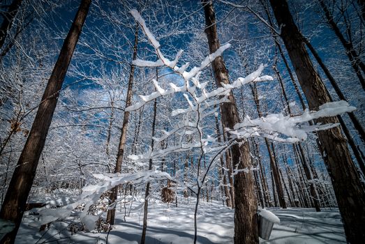 A walk into the maple syrup, sugar shack woods just as the season gets started.