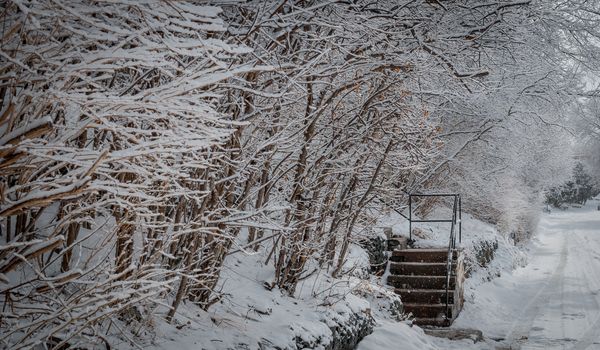 Staircase beckons for passers-by to walk into a maple woods and visit a, maple syrup and sugar shack therein - season gets started.