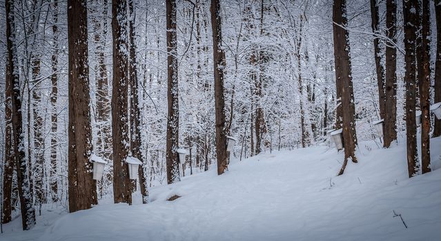 A walk into the maple syrup, sugar shack woods just as the season gets started.