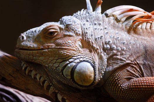 Portrait of a lizard close up