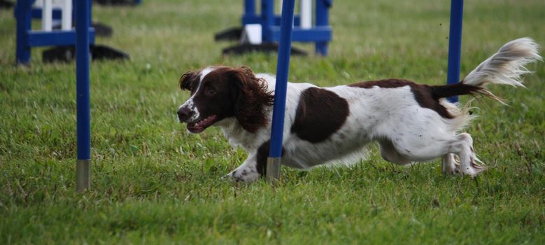 Cute working type english springer spaniel pet gundog doing agility