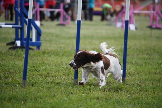 Cute working type english springer spaniel pet gundog doing agility