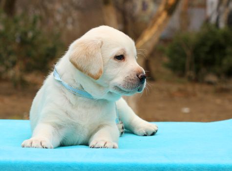 yellow labrador puppy laying on blue background