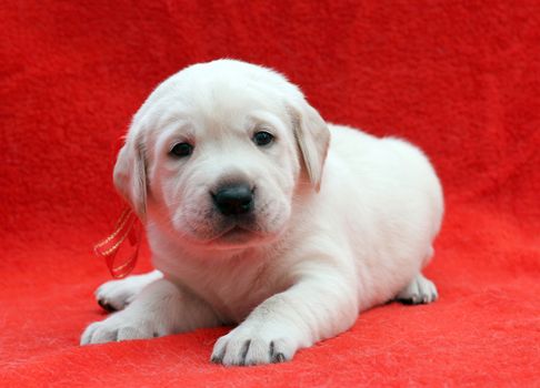 a nice yellow labrador puppy laying on red background